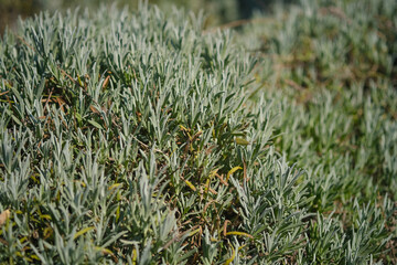 Lavender field in full bloom under bright sunlight during mid-summer day captures serene nature beauty