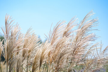 Fototapeta premium Delicate grass sways gently in the warm sunlight against a clear blue sky in an open field