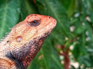 Close up horizontal shot of garden chameleon animal head, bokeh foliage background 