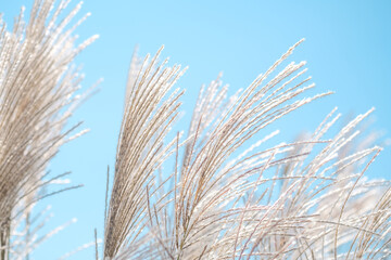 Golden grass swaying gently against a clear blue sky during a sunny afternoon