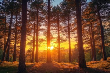 Fototapeta premium Sunset Through a Stand of Pine Trees in a Forest