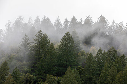 Foggy Forest at Long Ridge Open Space Preserve, Santa Cruz Mountains, California.