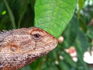 Obraz premium Close up horizontal shot of garden chameleon animal head, bokeh foliage background 