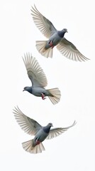 Obraz premium Three pigeons flying gracefully on a white background