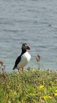 Close up of Atlantic Puffin ocean