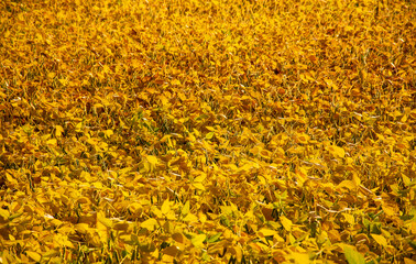 the yellow of a soybean field illuminated by the autumn sunset sun