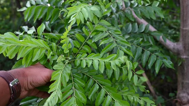 The curry tree (Murraya koenigii) or curry leaf tree. Curry berry leaf tree with green leaves background