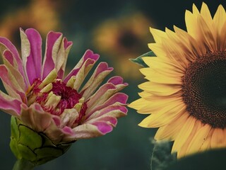 sunflowers and paper flowers