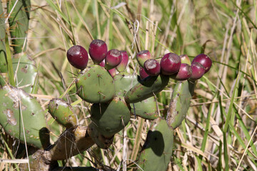 Prickly pear cactus with dark purple fruit