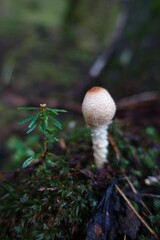 ワタカラカサダケ　C