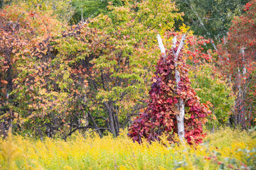 紅葉に覆われた白樺