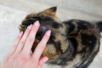 A people is looking for fleas on a cat's fur.