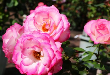 陽ざしを浴びて穏やかに咲く　ピンクのバラの花