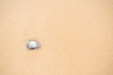 Shell conch sea beach summer background, seashell on sand Sunshine, space shore water with sun day sky tropical, frame travel holiday vacation at coast, beautiful coastline.