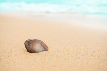 Shell conch sea beach summer background, seashell on sand Sunshine, space shore water with sun day sky tropical, frame travel holiday vacation at coast, beautiful coastline.