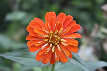Zinnia Elagans beautiful garden flowers