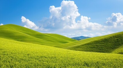 Fototapeta premium A large, lush green field with a clear blue sky