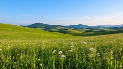 Fototapeta premium A large field of grass with a few flowers scattered throughout