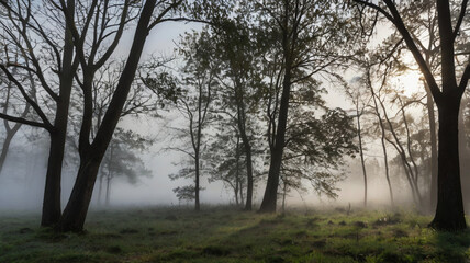 Morning in the forest
