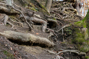 tree roots protruding from a mountain