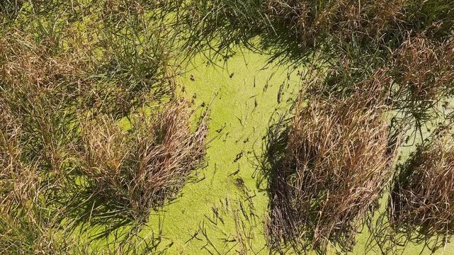 Dirty River and Stream with plants