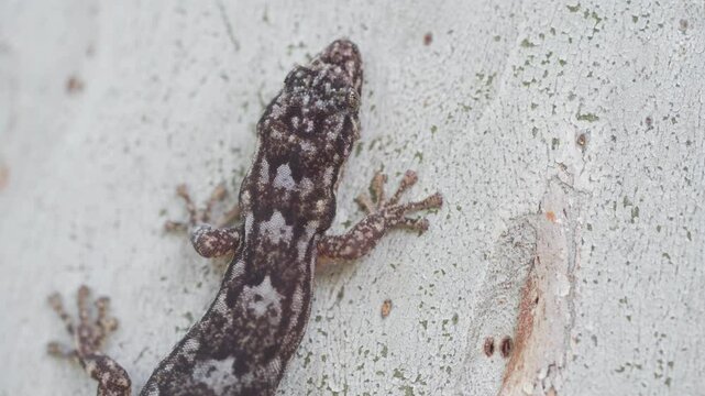 Marbled Gecko On Eucalyptus Tree Trunk. Christinus Marmoratus. macro shot