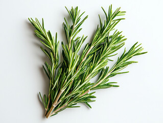 Fototapeta premium Fresh green organic rosemary leaves isolated on white transparent background. Generative AI