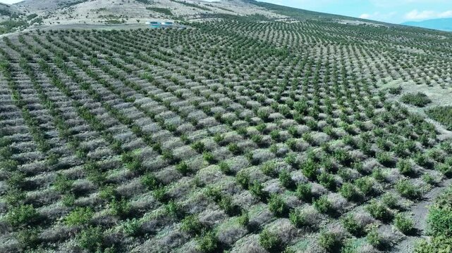 An expansive aerial view of an walnut orchard, with rows of trees stretching out into the horizon. The orderly pattern suggests precision in agricultural layout and efficient farming methods
