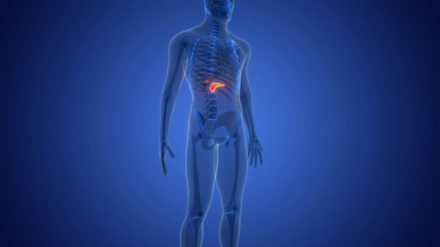 Human Internal Organs Pancreas with Gallbladder Anatomy Animation Concept