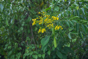 Garretti's Senna