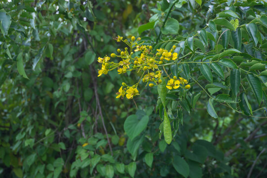 Garretti's Senna