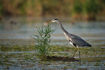 Grey herons hunting for fish