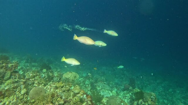 Parrotfish eat coral and excrete it as sand.