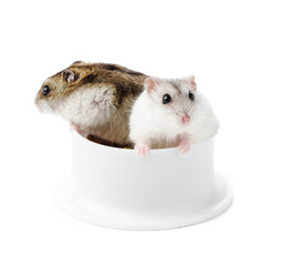 A curious hamster stands upright beside a clean white bowl in a minimalist indoor setting