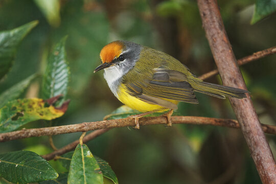 Mountain tailorbird Phyllergates cucullatus songbird in Cettiidae, found in south east Asia, subtropical or tropical moist lowland and montane forest, yellow and green bird with orange head in Borneo
