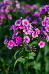 Purple flowers Panicle Phlox Classic Cassis in full bloom