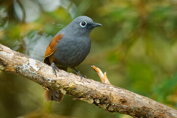 Sunda laughingthrush Garrulax palliatus gray and brown bird in Leiothrichidae, found on Sumatra and Borneo, subtropical or tropical moist lowland and montane forests