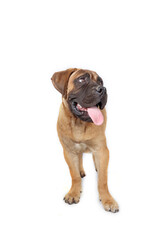 young bullmastiff standing in front isolated on white 