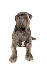 Fototapeta premium guard dog lying looking in front isolated on white Bullmastiff on studio