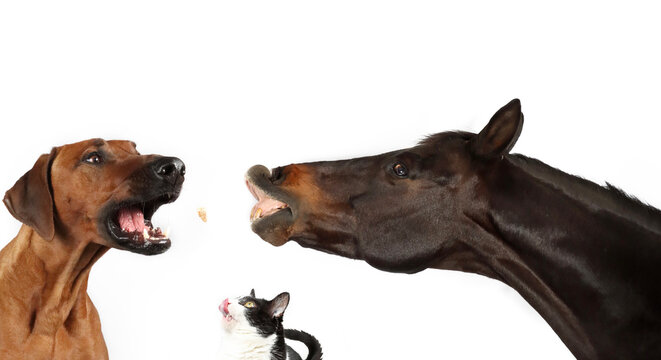 group of animals looking up with their mouths open and tongues out . horse cat dog chicken 