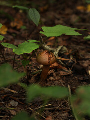 Brown grebe mushrooms on the ground among pine needles on a dark background
