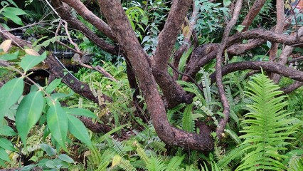 Garden in green tree 