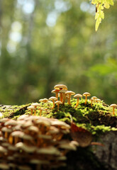 Grebe mushrooms rows on tree in forest in bright sunlight close-up