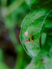 Lynx Spider (Oxyopes salticus) Resting on Green Leaf