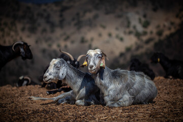 Two grey goats are resting on the ground, facing forward, with ear tags in a mountainous and dry outdoor environment, while other goats are blurred in the background.