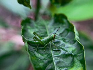 Common Green Grasshopper (Omocestus viridulus) on Grass Blade