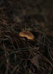 Brown grebe mushrooms on the ground among pine needles on a dark background
