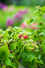 Branch with ripe raspberry in the garden. Selective focus. Shallow depth of field.