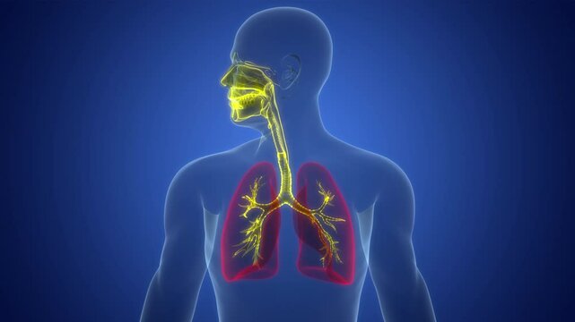 Human Respiratory System Lungs Anatomy Animation Concept