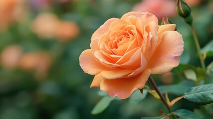 A close-up of an orange rose in full bloom, with soft-focus green foliage in the background.